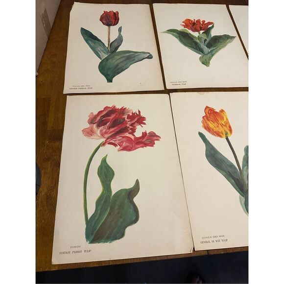 Flowers Drawn by Arlette Davids Text by Princess Bibesco prints Red  10x14” - Picture 2 of 12